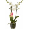 orchidee_wit